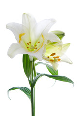 Naklejka na ściany i meble Beautiful lily flowers on white. Luxury white easter lily flower with long green stem isolated on white background. Studio shot