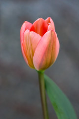 red and yellow tulip