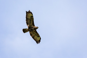 Close up of Buzzard flying overhead with wings spread