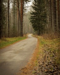 Obraz premium road in the woods