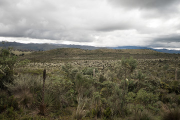 High Ecuadorian Páramo with many frailejones spreading towards the horizon under cloudy sky