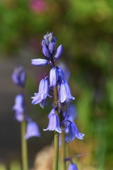 Spanish bluebell (Hyacinthoides hispanica) / Liliaceae perennial bulbous plant