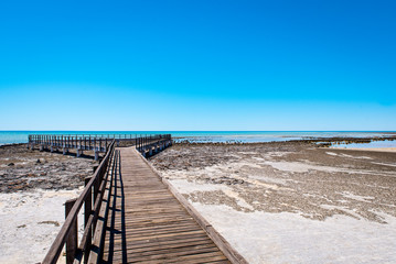 Wooden viewing platform for tourists to see stromatolites of Hamelin Pool in Shark Bay - the oldest living fossils on Earth. World Heritage Site in Western Australia