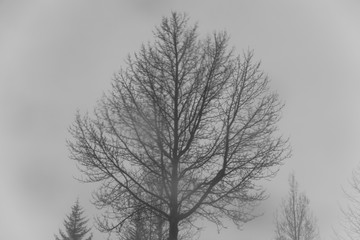 Fototapeta na wymiar Drzewo