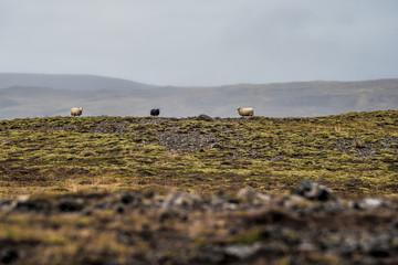 3 Owce