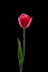 Pink tulip isolated on black background