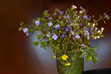 Small wildflowers Veronica in a bouquet on a red-brown background. Spring...