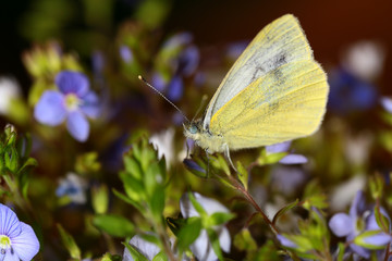 White butterfly on small purple flowers veronica ... Side view