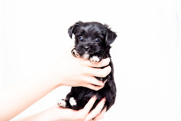 in the girl’s hands on a white background a small puppy of black and white color of small breed looks at the camera. space for text or advertisement