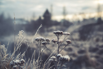 Frozen Grass © AristilisPhotography