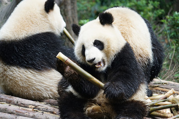 Fototapeta na wymiar Giant panda sitting outdoor eating bamboo shoots