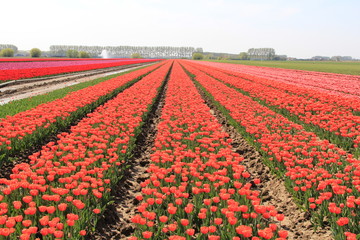 a beautiful bulb field with symmetric rows of orange tulips in the dutch countryside in springtime at a sunny day