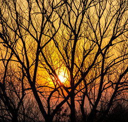 Silhouettes of tree branches on a sunset background