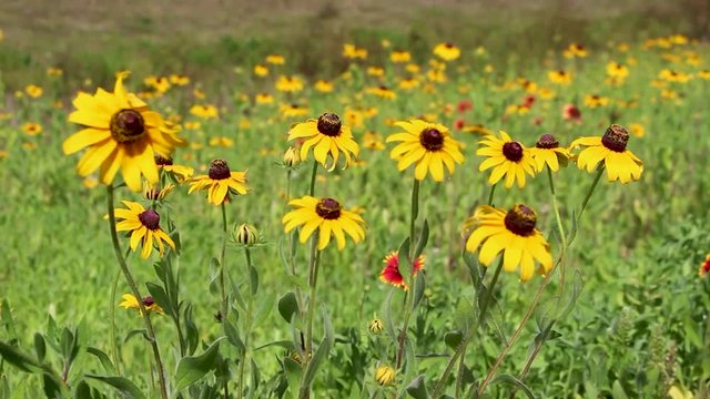 Field of yellow and red flowers swaying in the wind