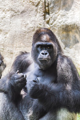 Western lowland gorilla