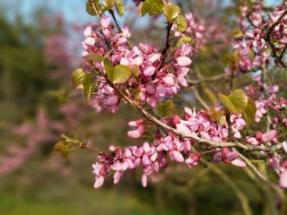 pink  blossom in spring