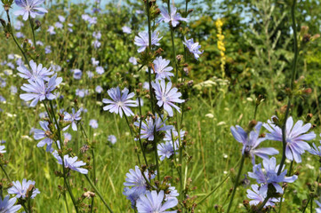 Obraz na płótnie Canvas Blossom chicory (Cichorium intybus)