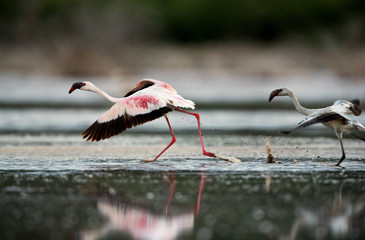 Obraz premium A Juvenile and an adult lesser Flamingos running to fly, lake Bogoria