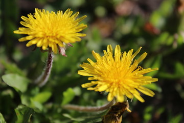 Yellow chamomile flowers, nature, background