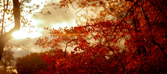Obraz na płótnie Canvas Fall Forest Sunset