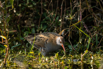 Water Rail or rallus aquaticus a winter migratory bird in wetland of keoladeo national park or bharatpur bird sanctuary, rajasthan, india