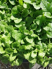 Lemon balm grown in a pot