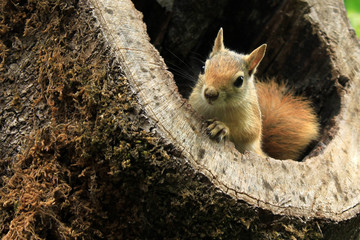 squirrel in the park (Irans jungle)