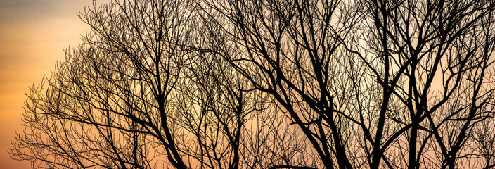 Silhouettes of tree branches on a sunset background