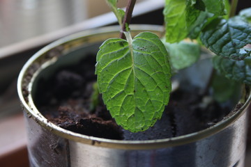 Foto di alcune piantine casalinghe 
