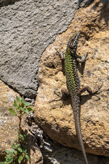 green lizard on a stone on a sunny summer day