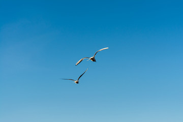 two seagulls in flight against a clear blue sky, wildlife background