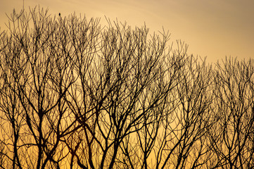 Silhouettes of tree branches on a sunset background