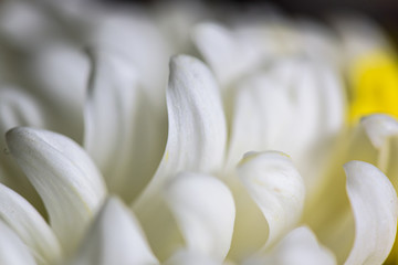 Fototapeta premium white flower petal details