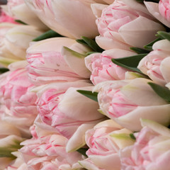Fototapeta na wymiar a beautiful bouquet of pink tulips