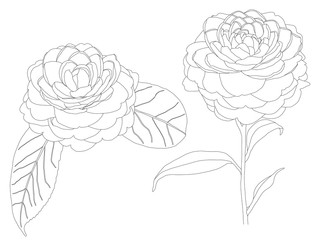 realistic line drawing of camellia flowers