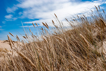 Trawa na wydmie