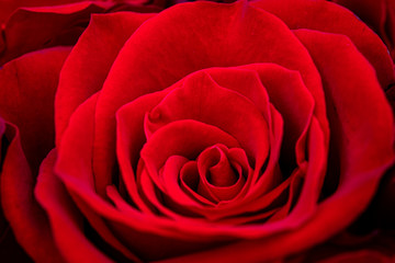 close-up of red roses