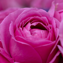 Obraz na płótnie Canvas close-up of pink roses