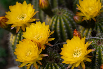 Blooming cacti