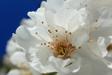 Fototapeta na wymiar Close up super macro photo of almond tree flower in blossom as seen at spring