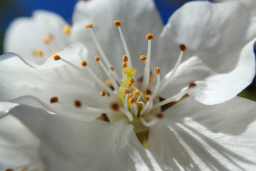 Close up super macro photo of almond tree flower in blossom as seen at spring