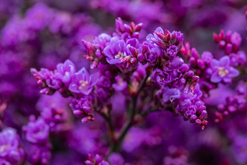 small purple flowers close up on blurred background