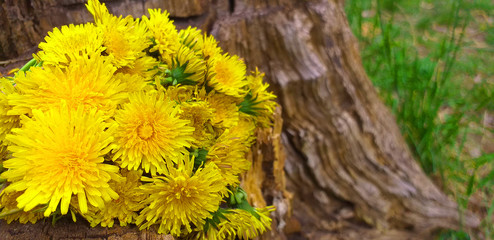 dandelions among grass and dry stump. card with dandelions.