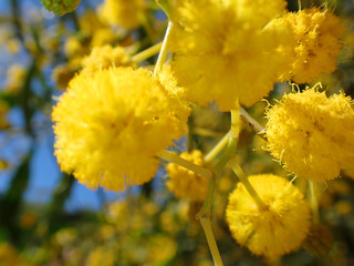 Close up super macro photo of mimosa yellow flower at spring