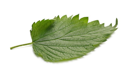 Fototapeta premium Common stinging nettle plant leaf, Urtica dioica, isolated on white background