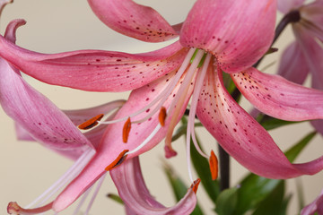 Fragment of a bouquet of pink lily flower isolated on a beige background, close-up.