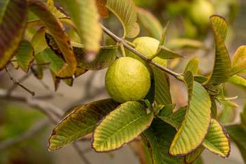 Guava on a tree
