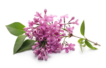 Purple lilac flowers shrub on twig with leaves, Syringa Vulgaris isolated on white background, clipping path