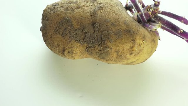 Sprouted potato rotating on white, close-up. Long potato sprouts.
