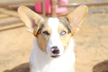 Cute Corgi puppy dog portrait outdoors in sunshine, one blue eye and alert with ears up.